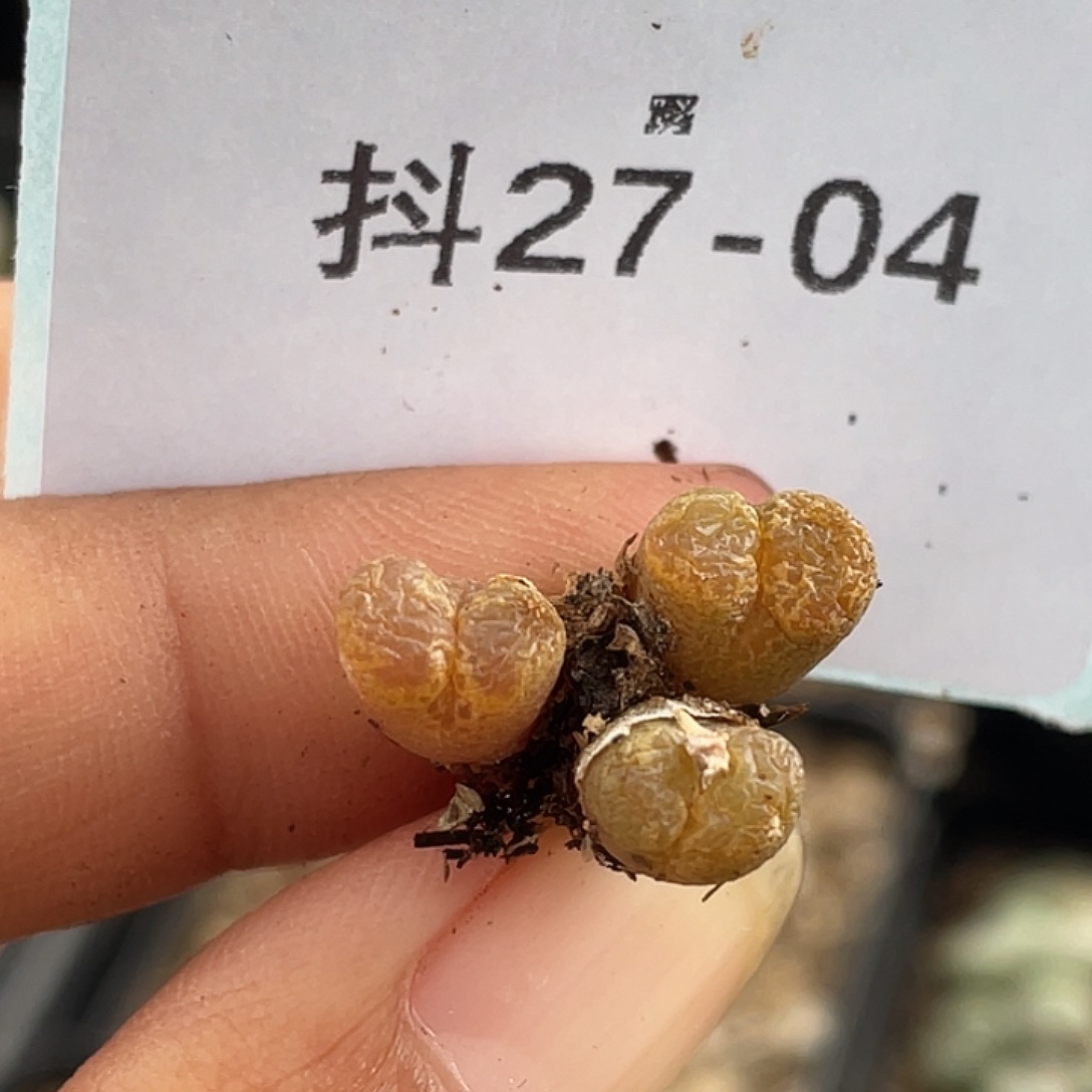 ****儿27-4勋章多肉植物