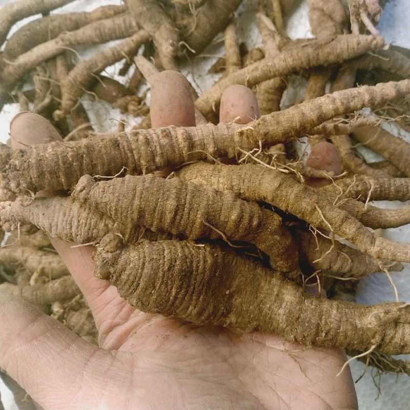  心不干  初级农产品