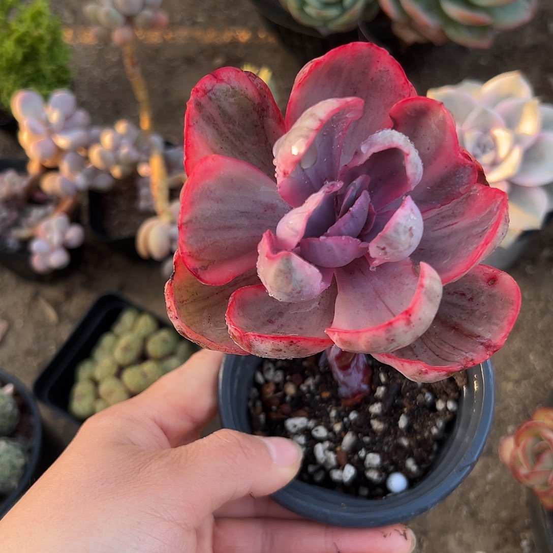 粉色安琪拉多头中央音乐学院中文系