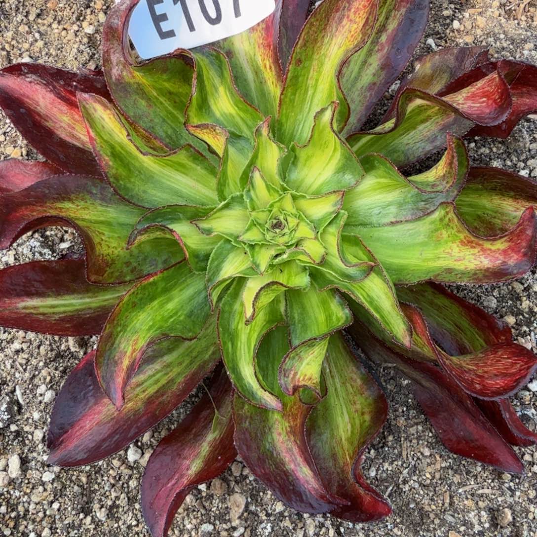 107魅影中斑。多肉植物