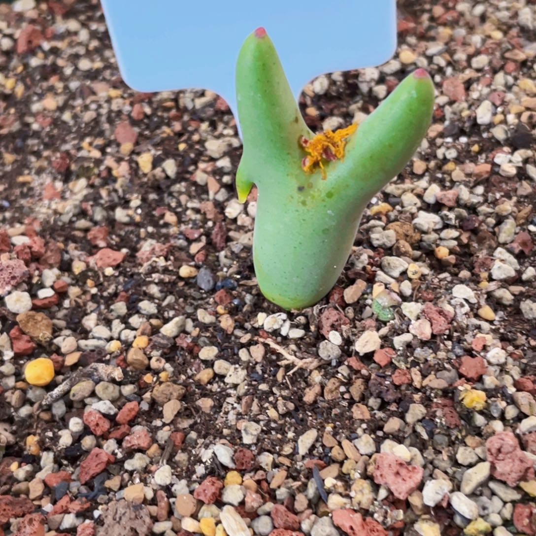 妖***妖皮卡丘单头植物一物一拍