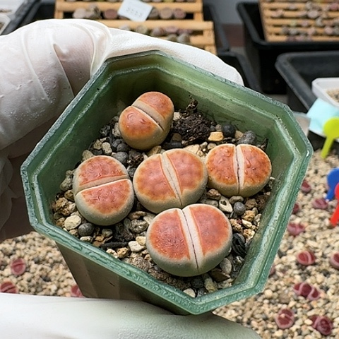 3567，冰橙组合带盆土全窗