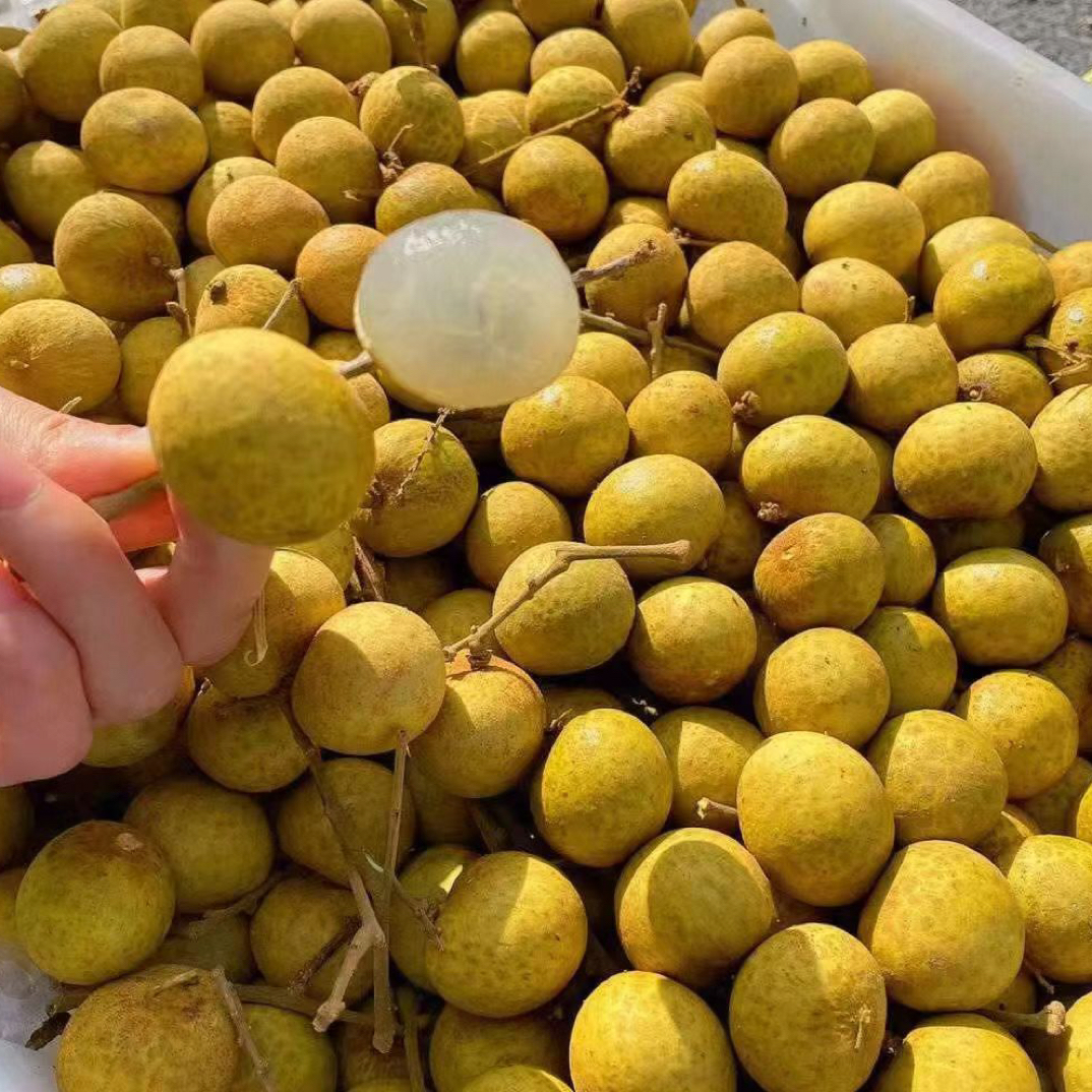 龙眼一盒2斤左右