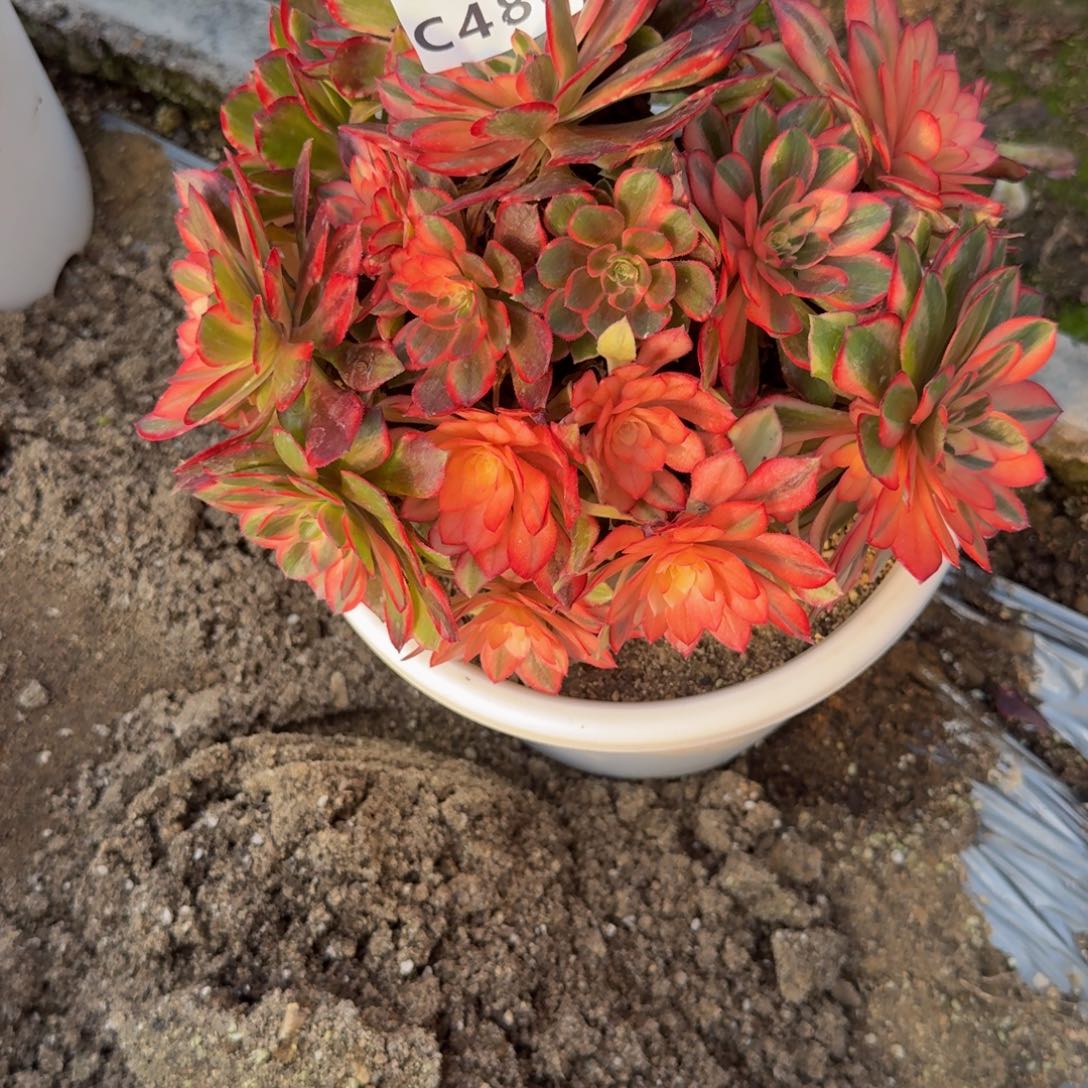 488黑魔锦。多肉植物