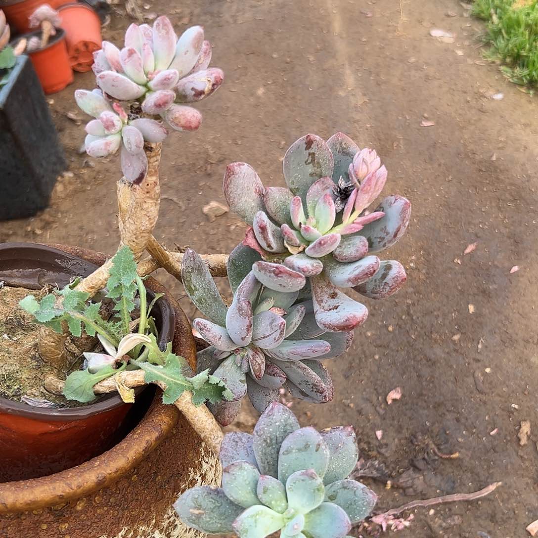 多肉植物多肉植物