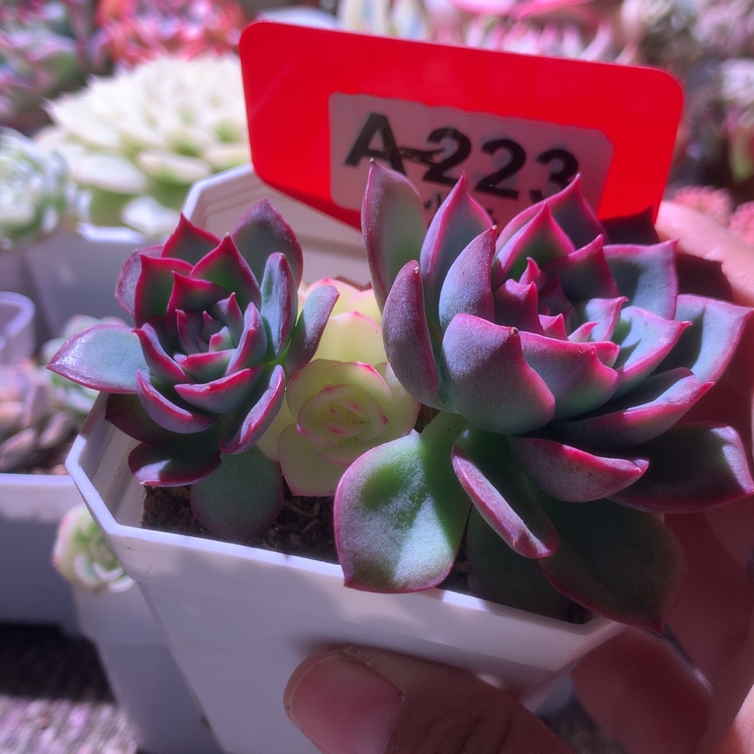 侧影锦有根有根有根