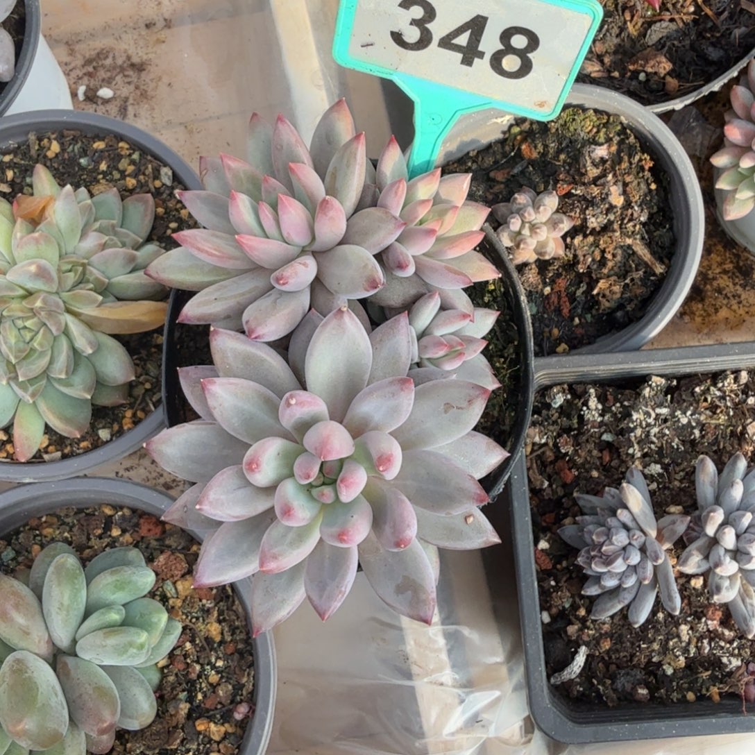 多肉植物虞美人348