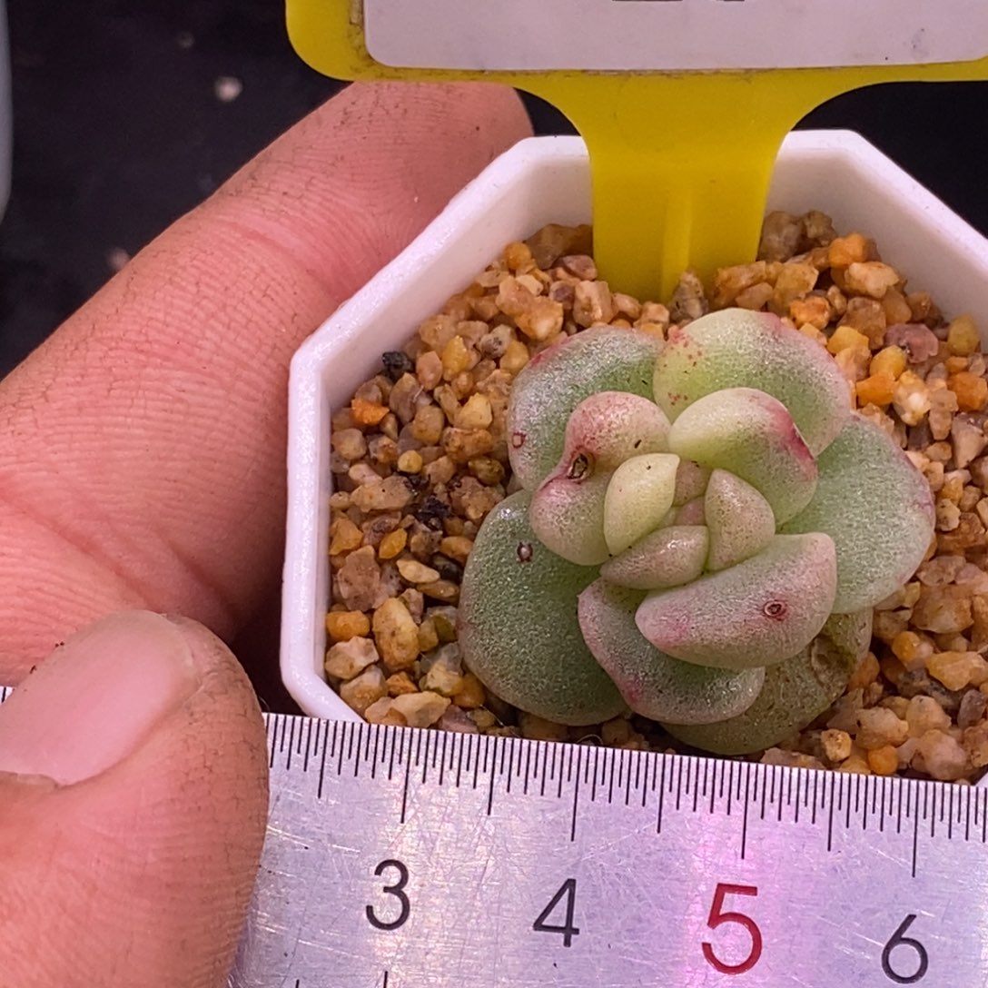 128冰玉石化带锦，福利