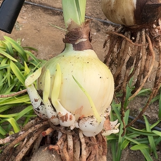 小青龙2号 6厘米 多侧 开花包对版