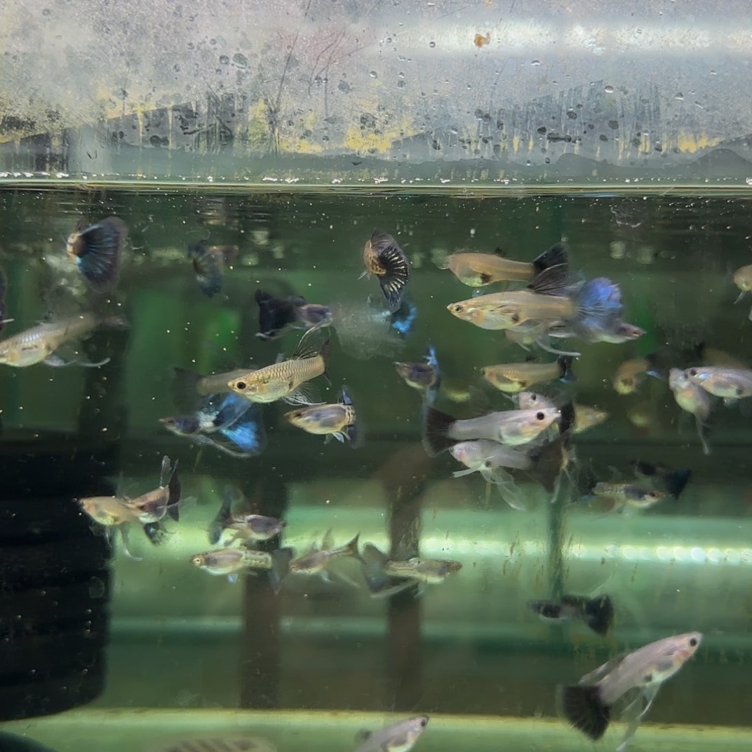 孔雀鱼蓝狮C压成10条随机