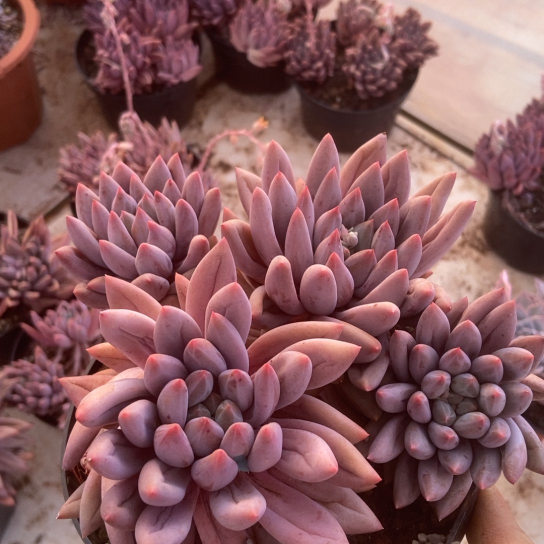 红蜻蜓有砍生多肉多肉多肉多肉