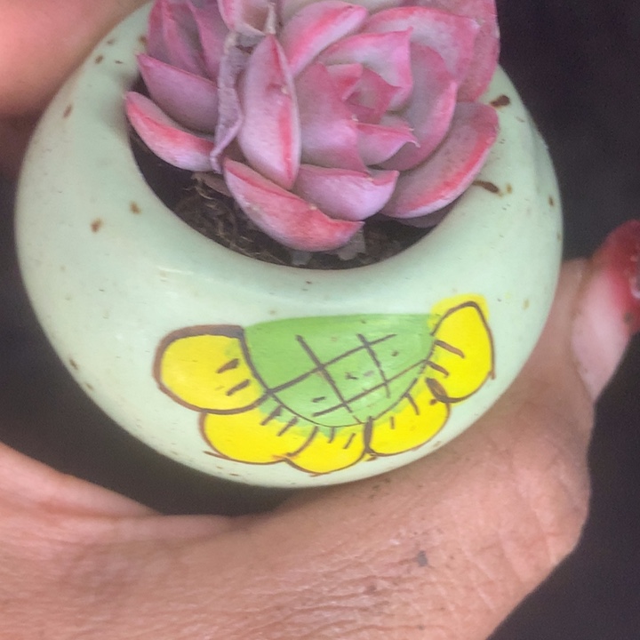 侧影10颗。（满9.99包邮不满9.99发叶子）