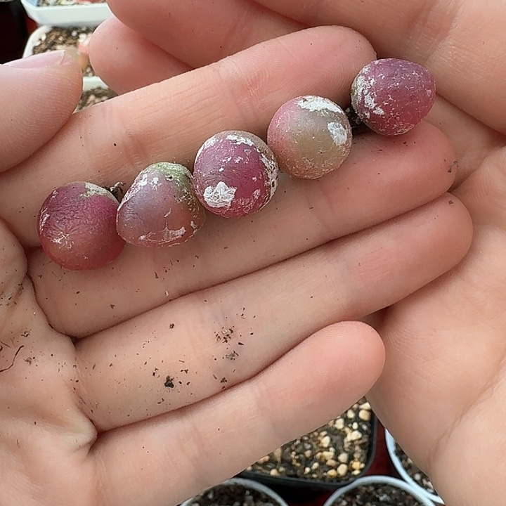 老马生石花灯泡830