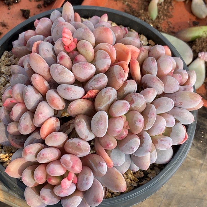 荼*香香雪锦多肉植物