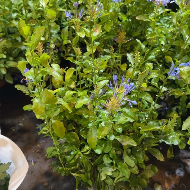 一加仑蓝雪花盆栽