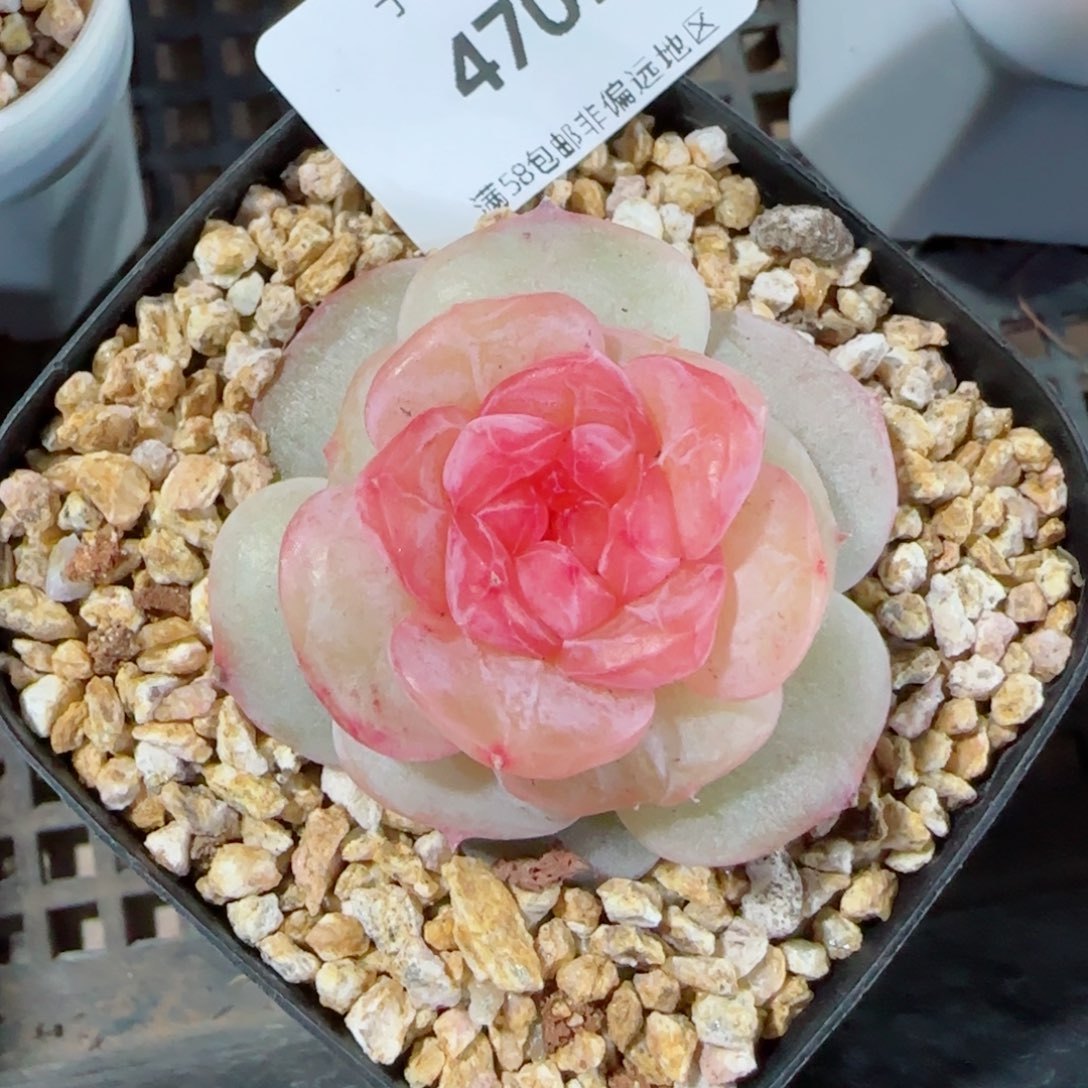 红丝绒，4709多肉植物