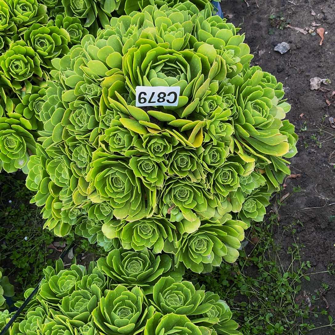 绿杨蓉法师13–4包邮