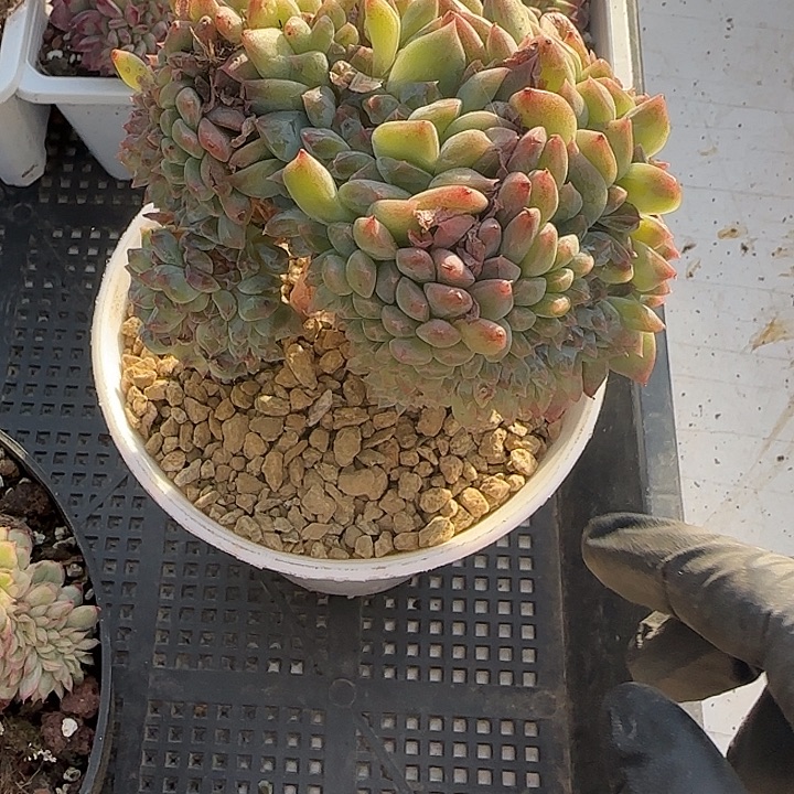 J***4青蛙王子儿童牙膏套装11