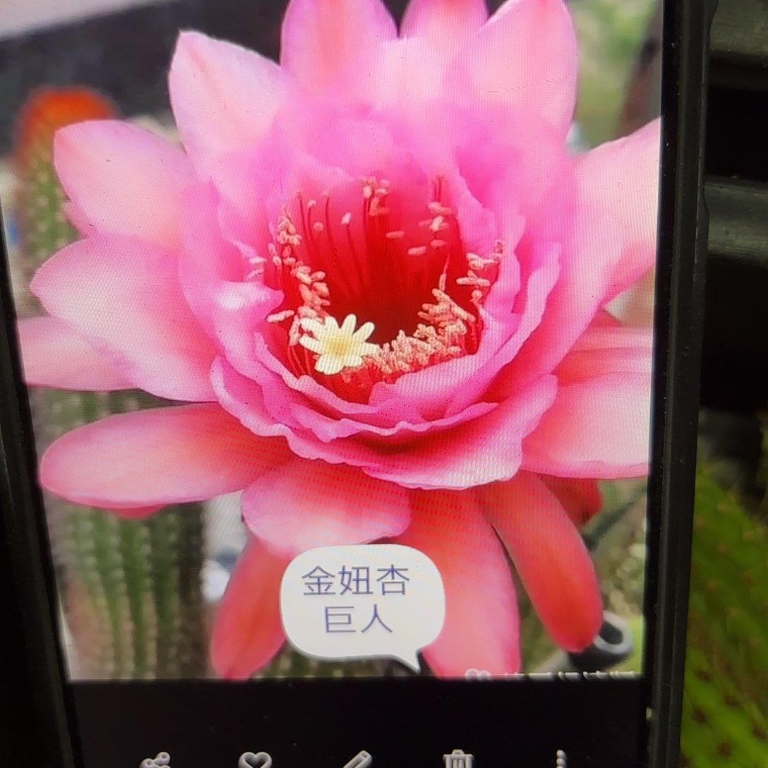 杏巨人金妞侧牙20包邮仙人球5