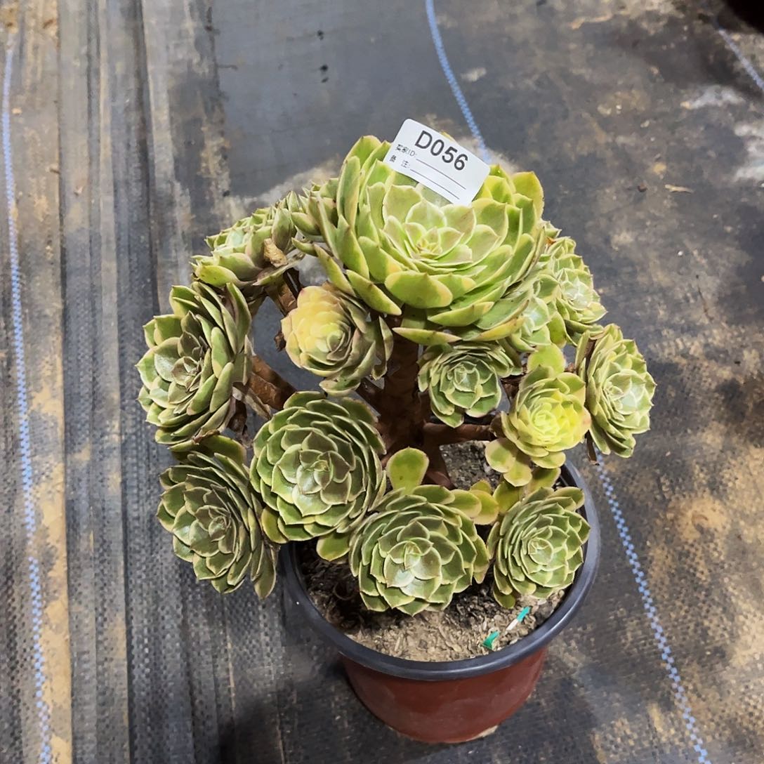 无花朵多肉植物056粉花妖
