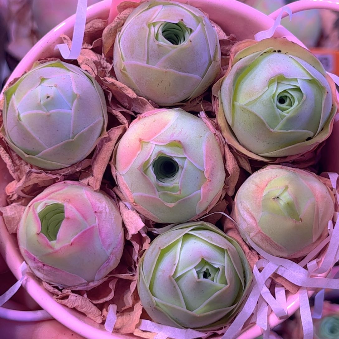 全部花朵L一物一拍花篮501