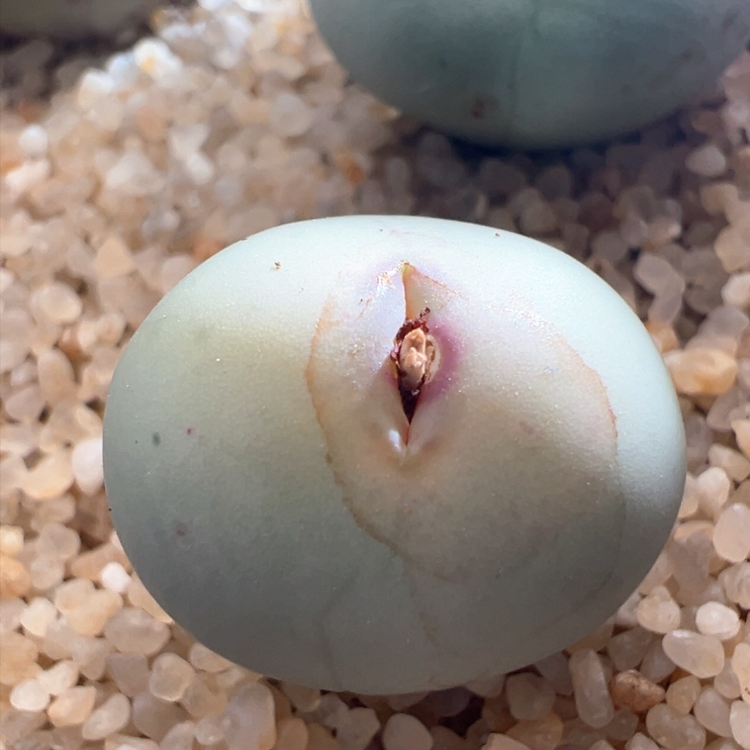 905。优选pv1014大型SUB红嘴。大嘴