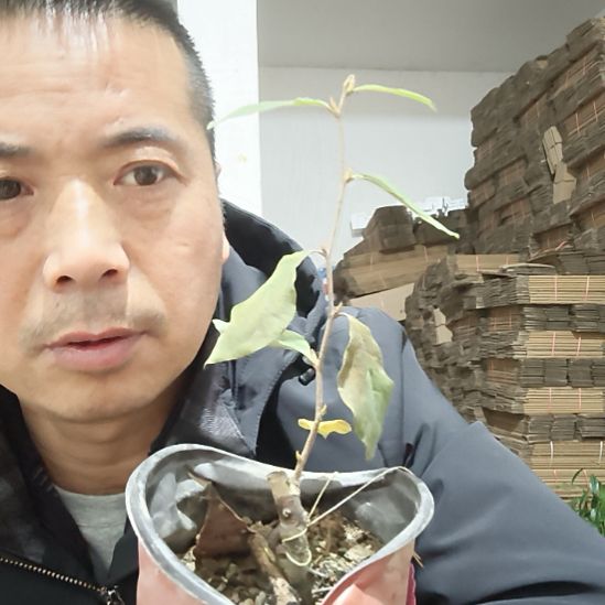 无花朵东方箭金弹子嫁接很小
