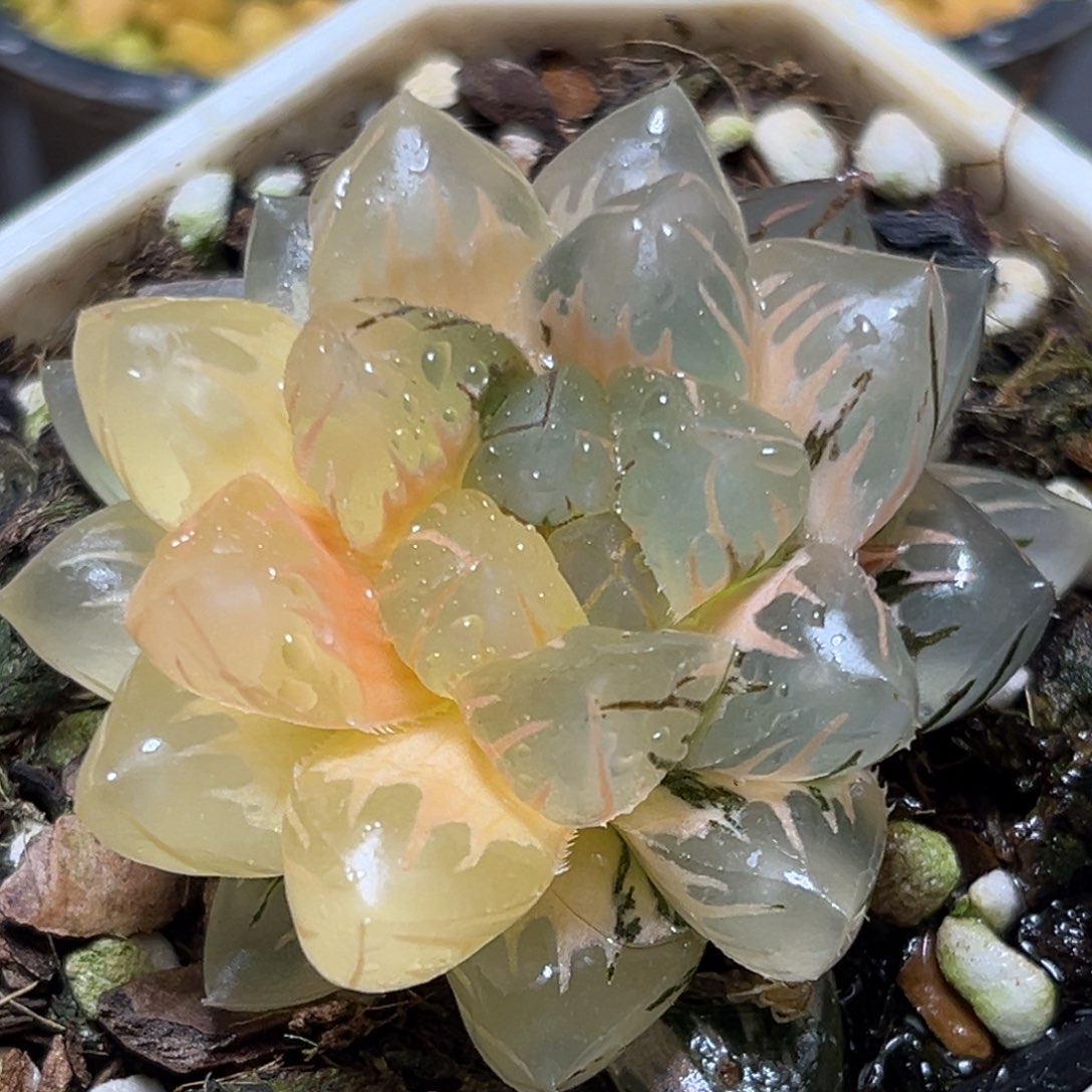 恭喜发财大吉大利528