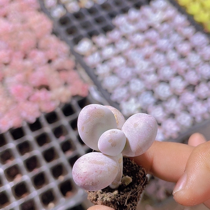 原始奶【满10颗包邮】