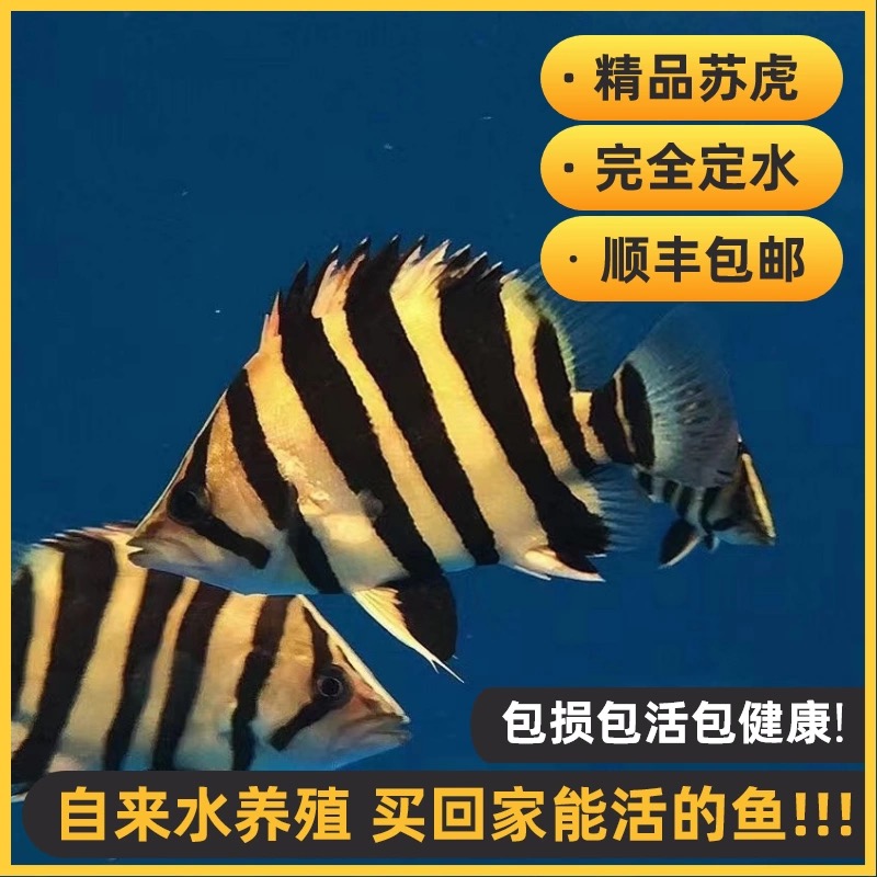 四纹虎苏门答腊虎鱼精品四纹虎虎热带观赏鱼活体鱼