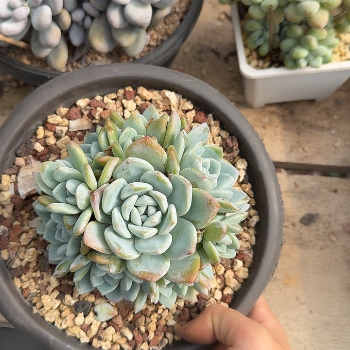 冰玉杂多肉植物和植物的生长