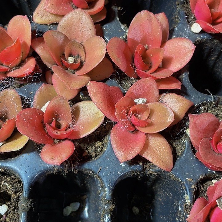 小火鸡1元带土发