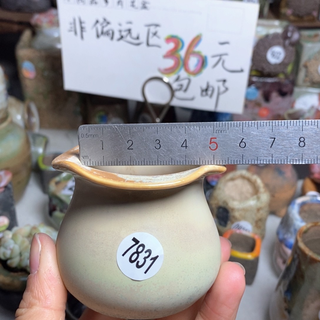 花盆拍5送一个小礼物