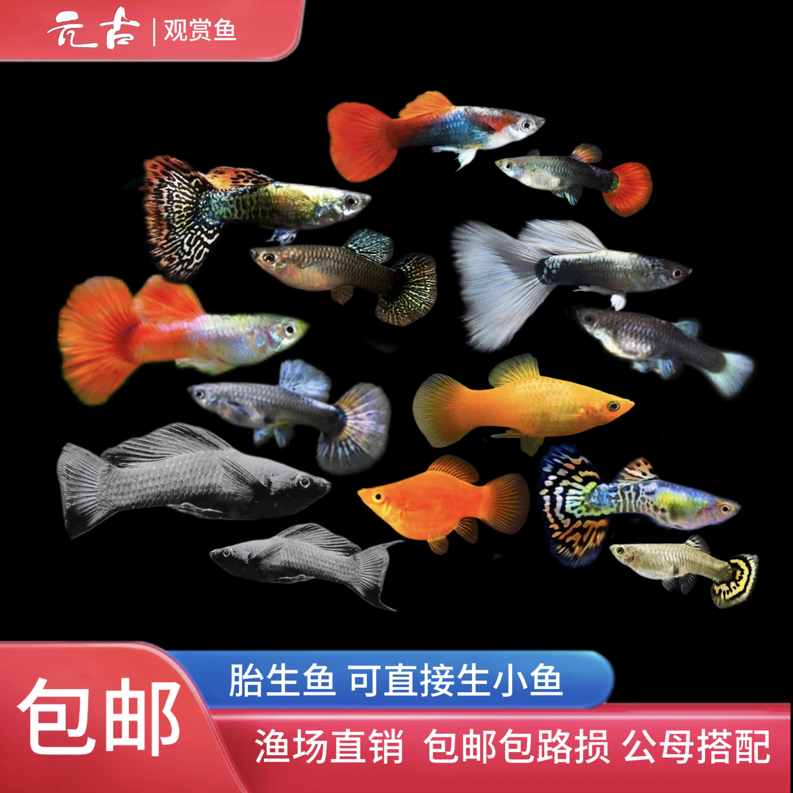 【孔雀鱼玛丽鱼共30条】7-9个品种 孔雀鱼玛丽鱼混搭2-3cm小型鱼