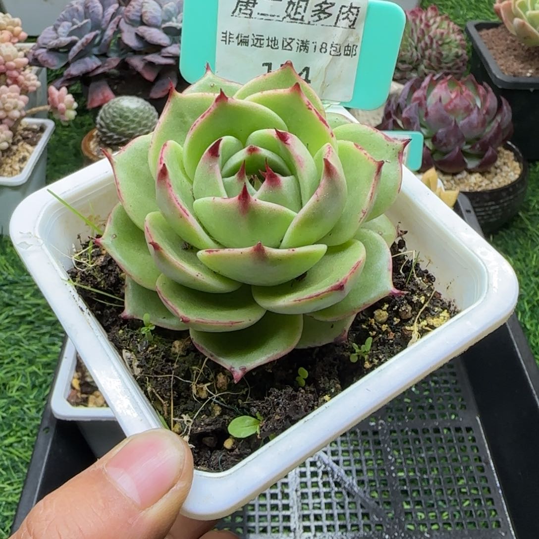 唐二姐多肉编号124