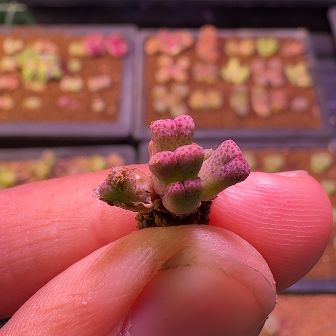 云缦精品番杏4.9