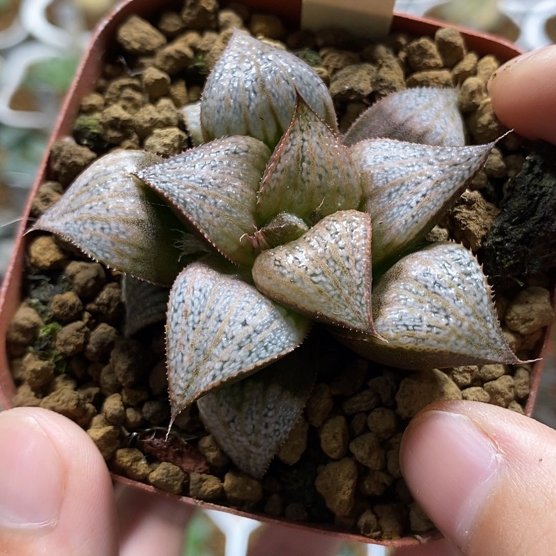 44娜塔莉哈哈哈哈哈