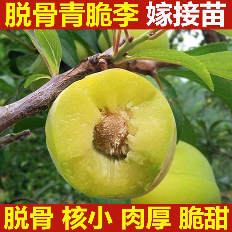 【2颗】【李子树苗】嫁接特大四川青脆李脱骨李子苗南北方种果树苗