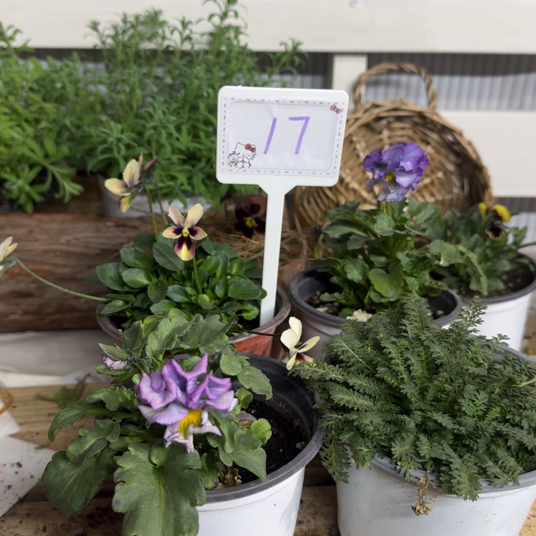 全部花朵1206  抖音17组4棵