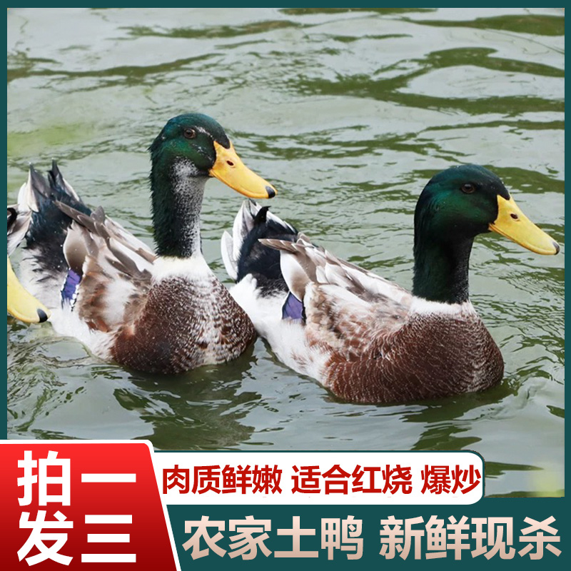 【d大葱农场】农户放养水鸭3只毛重15斤多净重9斤 非老鸭净膛发货