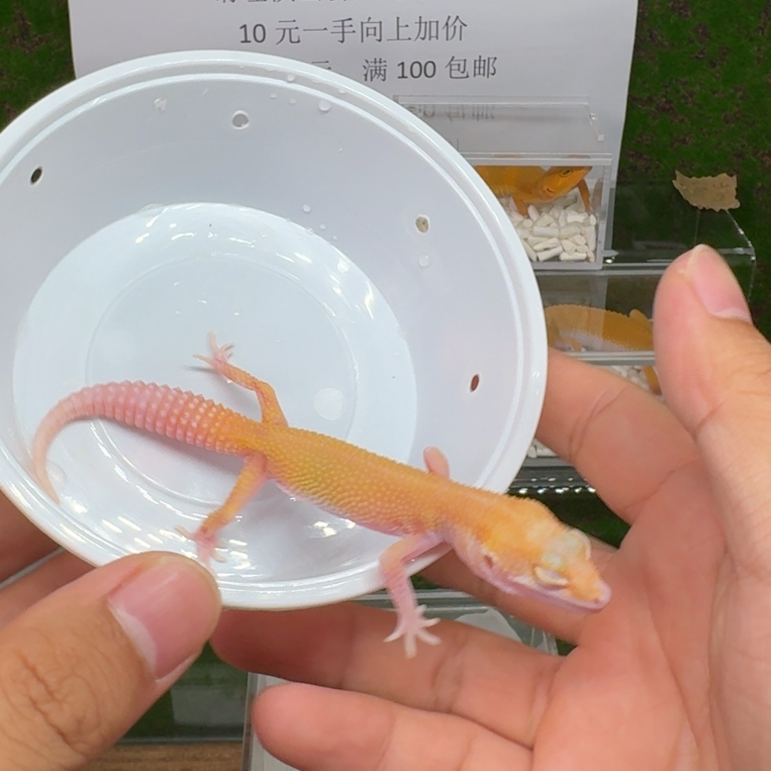 豹纹守宫豹纹守宫 无纹红眼暴龙 公