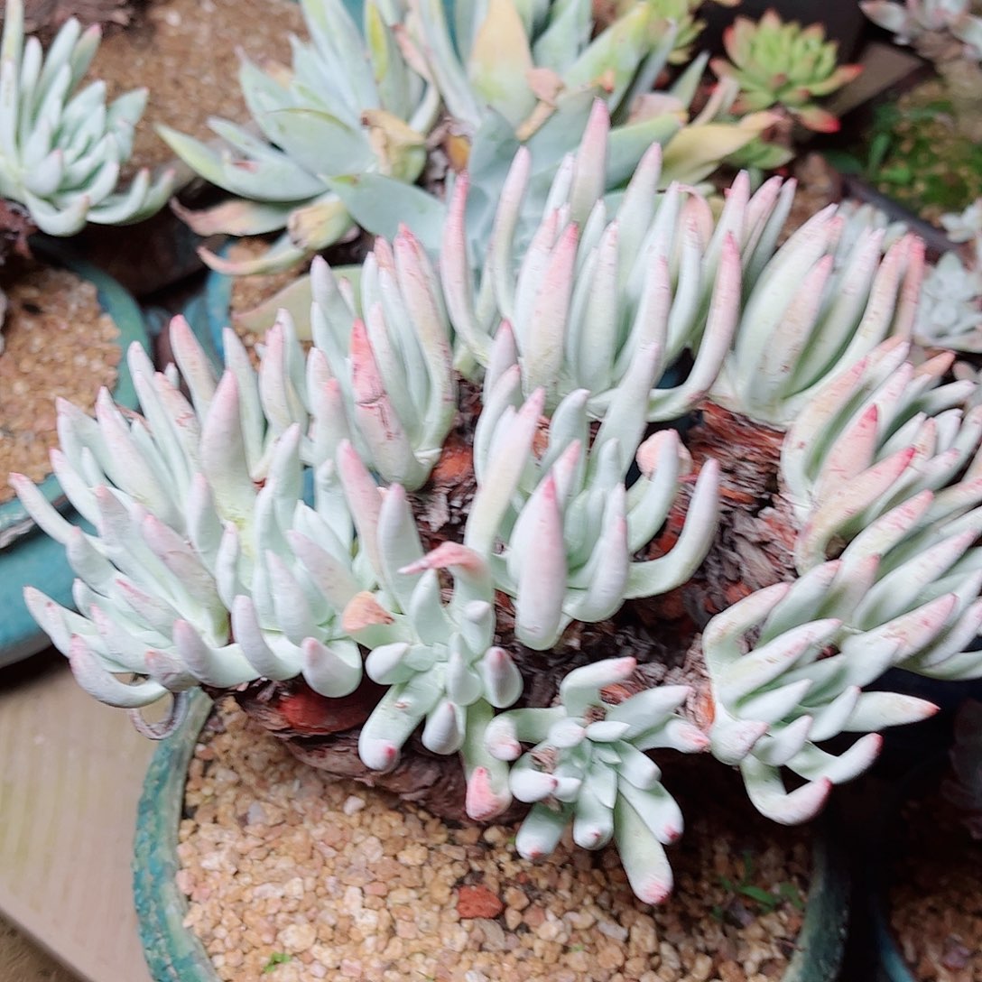 3166雪花仙女杯多肉