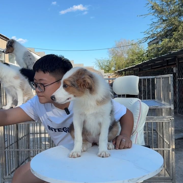 仅此一只完美马鞍三色陨石妹妹