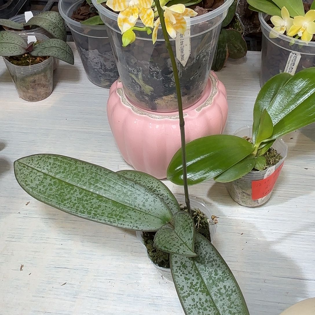 都***洋当前无花栽培后可以开花