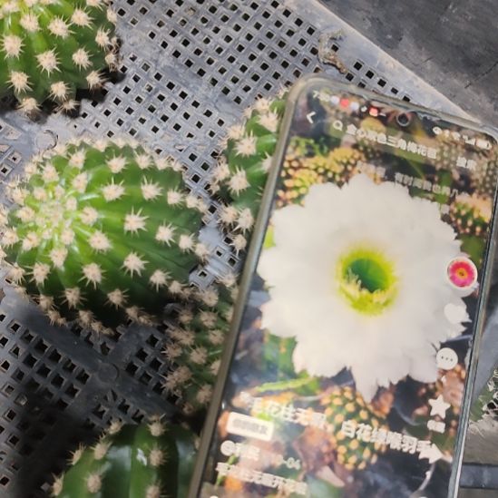 仙人球毛花柱无暇侧芽