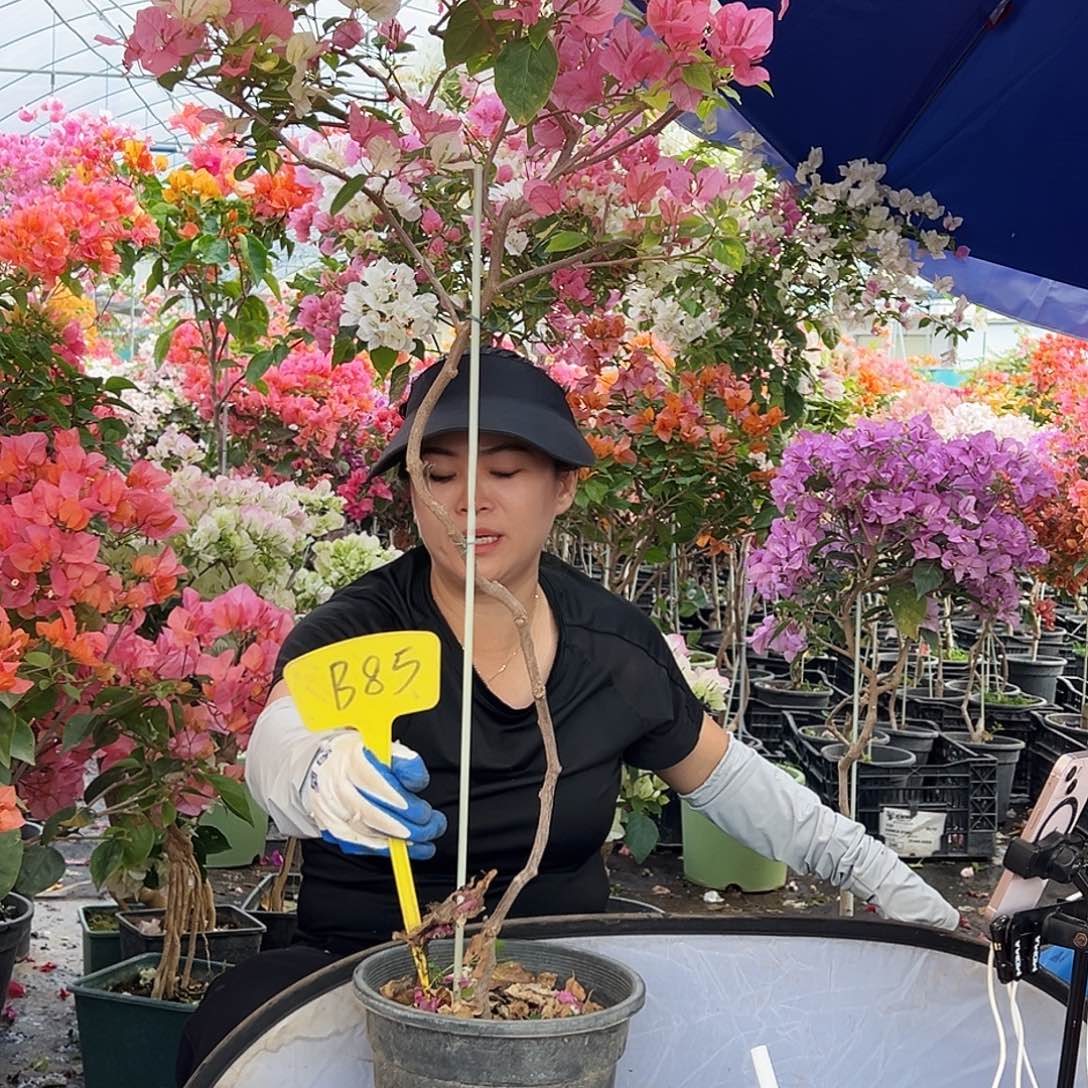 高***姐大部分花苞少量开放B85金心橙白