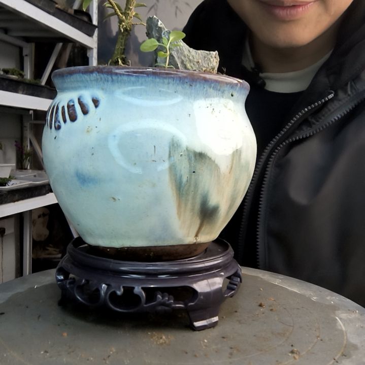 我****！小盆景小植物一物一拍72