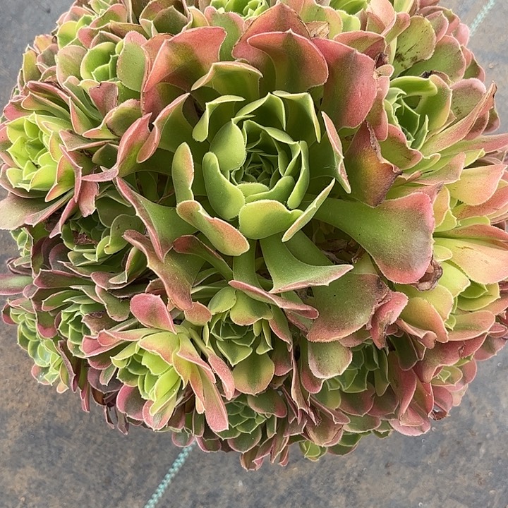 多肉植物特斯拉锦。