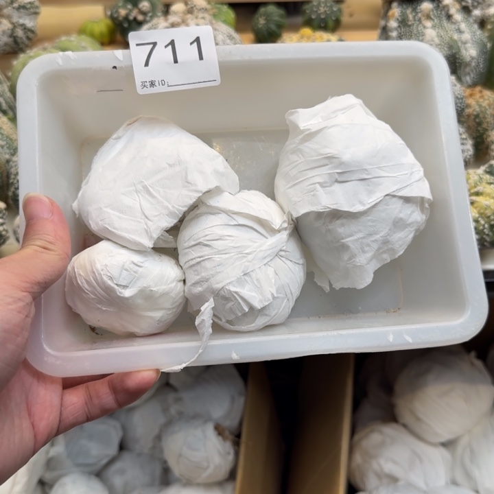 兜星球仙人球711号