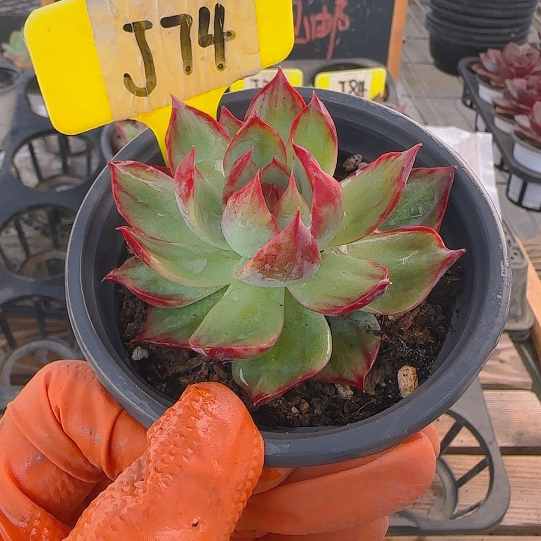 小*恬J74 惊鸿仙子多肉植物